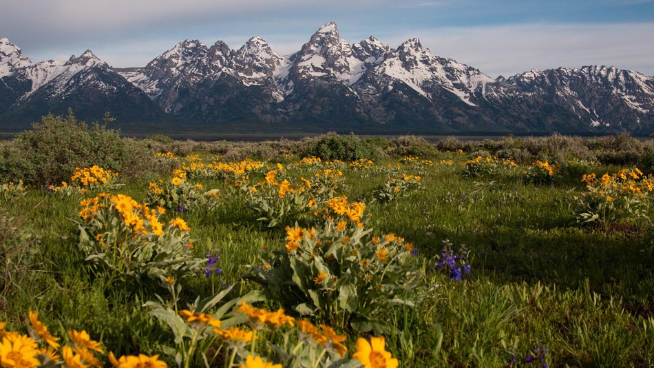 Yellow flowers bloom in a sagebrush meadow in front of a mountain range.