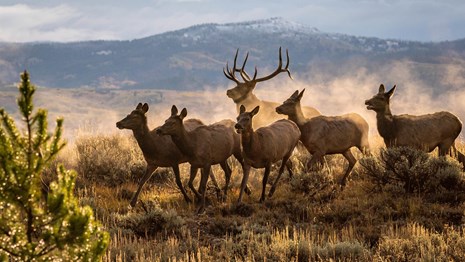 Fog fills the air around a bull elk as he pursues a group of female elk.
