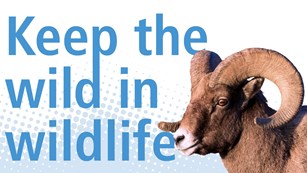 Text: Keep the wild in wildlife Image: Bighorn Sheep