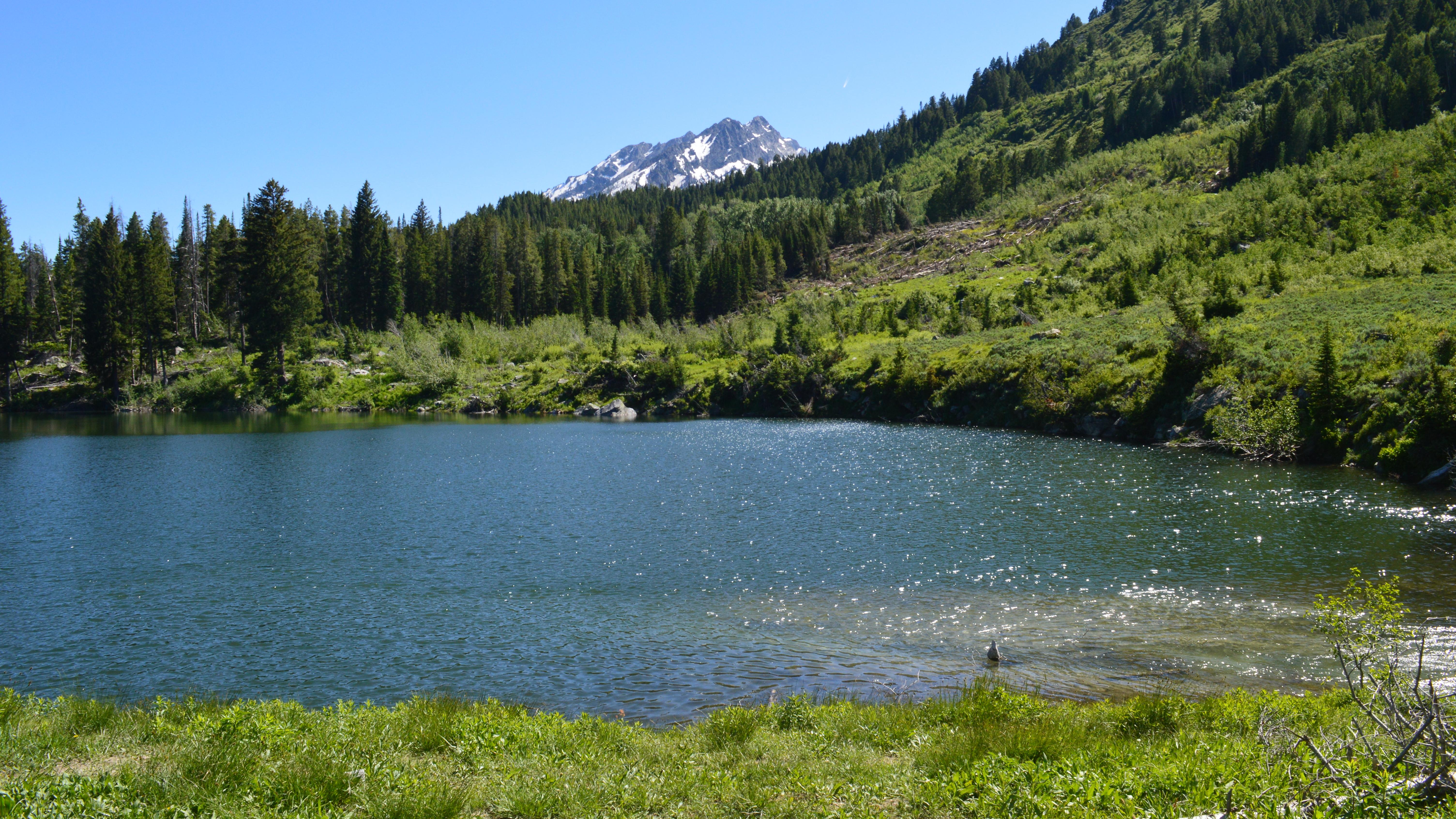 A view of a small lake surrounded by vegetation