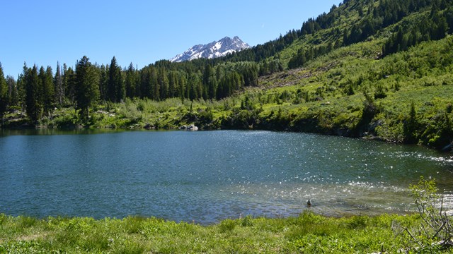 A view of a small lake surrounded by vegetation