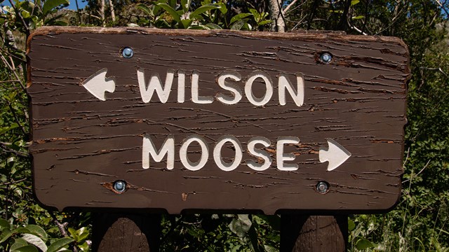a wooden sign saying Wilson Moose