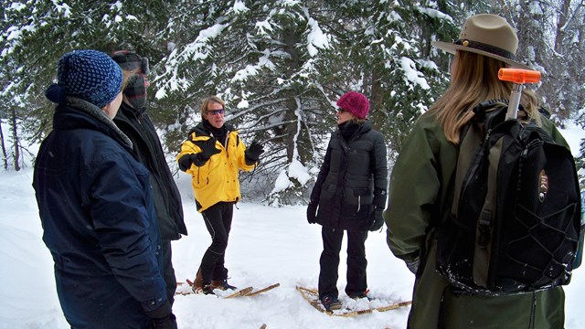 Visitors on wooden snowshoes with woman park ranger in front of dark green conifer trees.