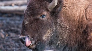 american bison