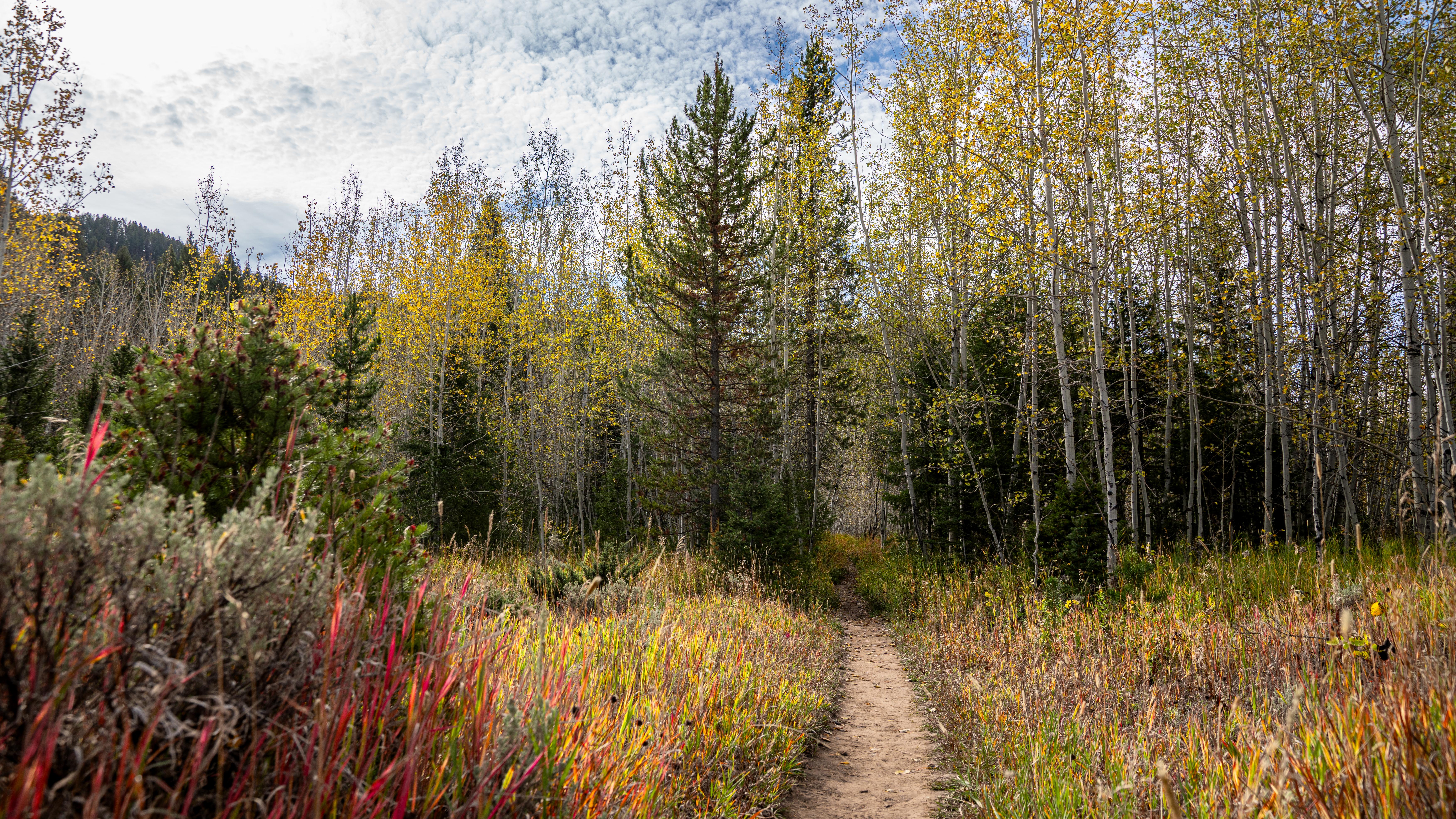 A trail through the woods