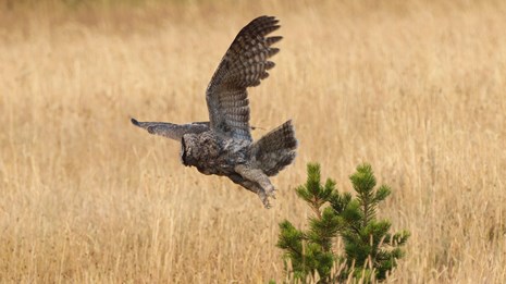 A large, gray owl flying over a field of dried grasses