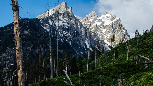 A hiker walks down a trail towards mountains.