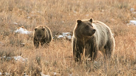 A mother grizzly and cub walk through a field.