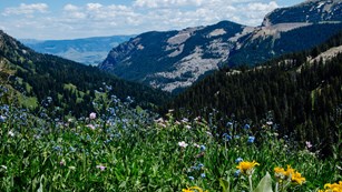 Wildflowers bloom in a mountain canyon.
