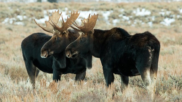 Two mature bull moose with large antlers during the fall rut. Both looking the same diretion