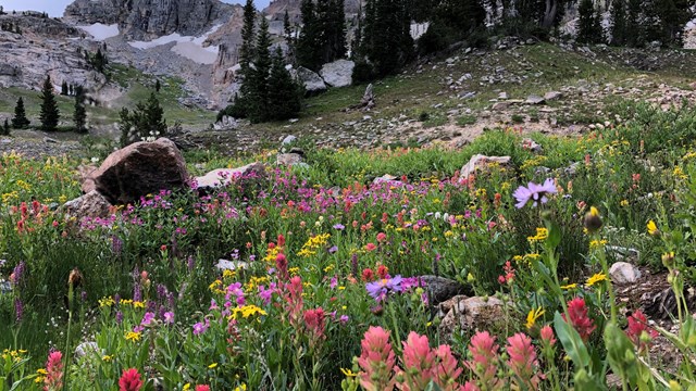 Wildflowers in an alpine meadow with subalpine fir and gray limestone cliffs above.