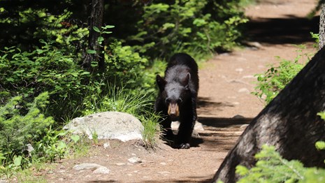 a black bear walks down a trail