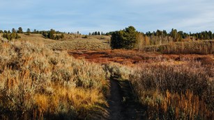 A trail in a marsh area.
