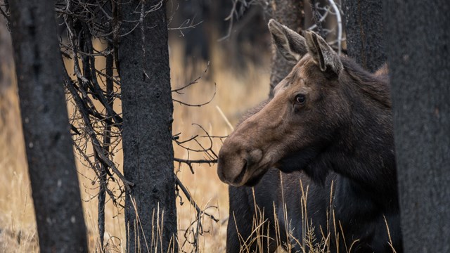 a moose in trees
