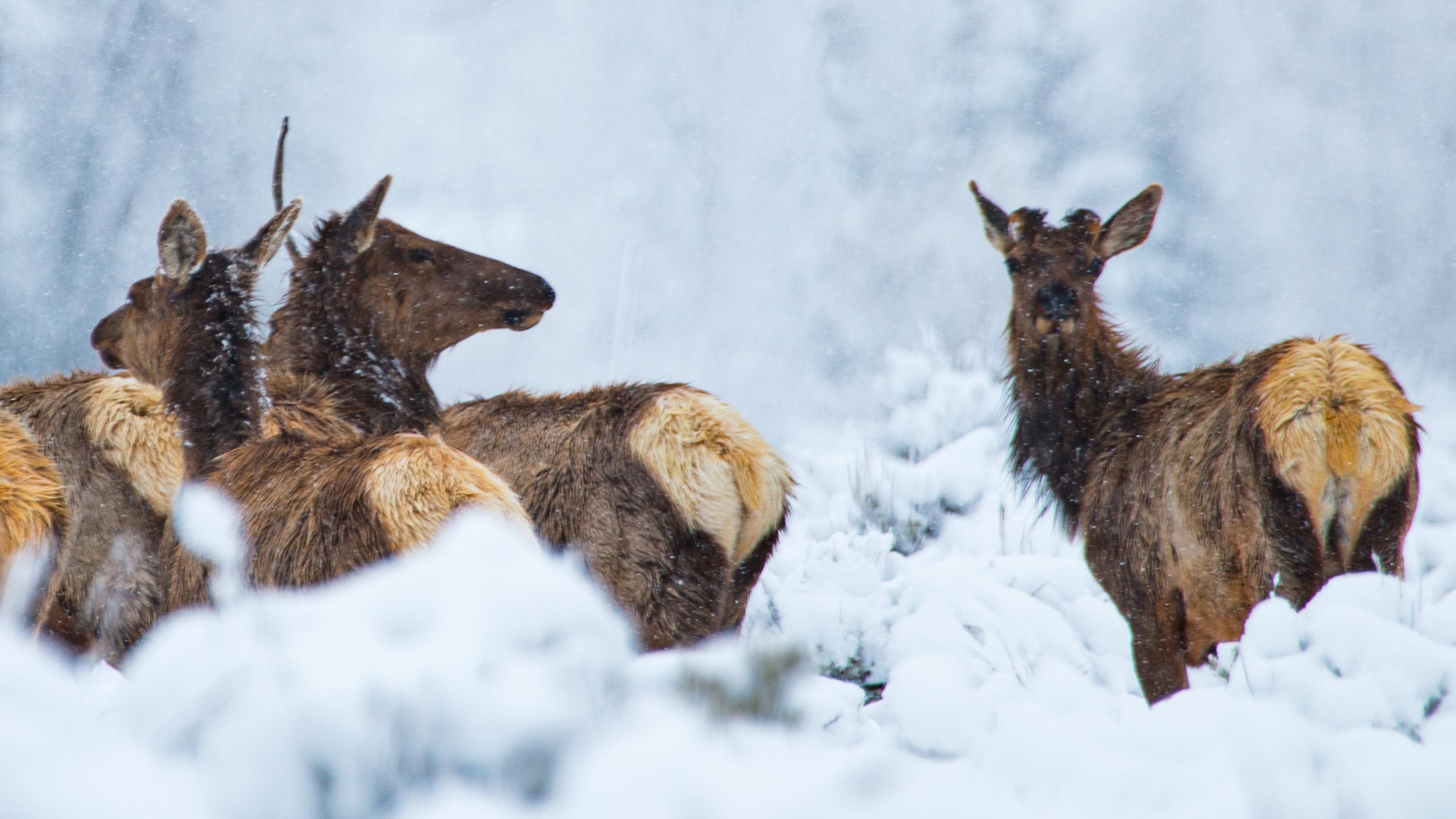 Winter in Grand Teton - Grand Teton National Park (U.S. Winter in Grand Teton - Grand Teton National Park (U.S.