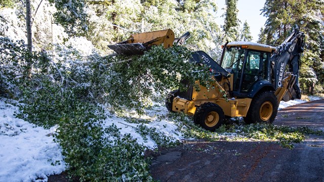 Tree being moved on road by a front end loader