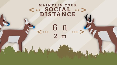 Illustration of a bison wearing a mask