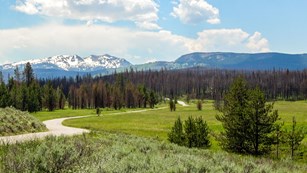 A lush green meadow lies in the foreground, with recently burned trees and snowy mountains behind.