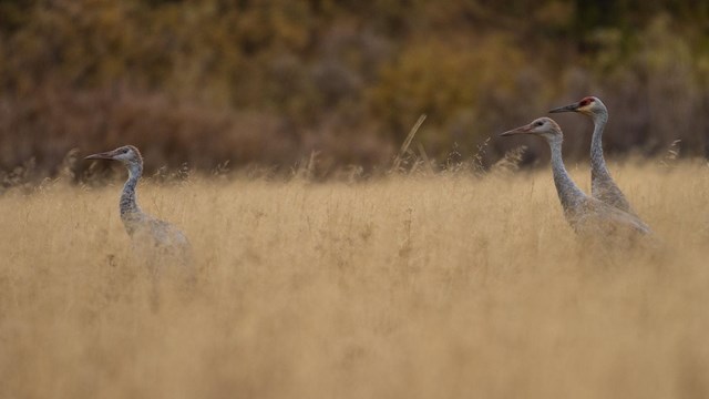 Three tall, gray sandhill cranes walking through dry grass. Two adults behind a juvenile in front.