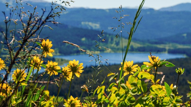 Yellow flowers in front of a lake.