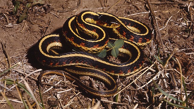 Garter snake with yellow and black stripes and red blotches curled up on twigs. 