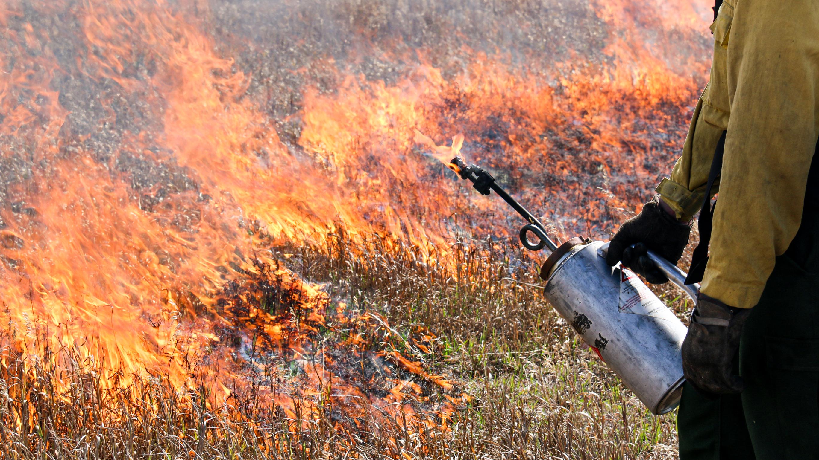 A firefighter lights dry grass with a drip torch.
