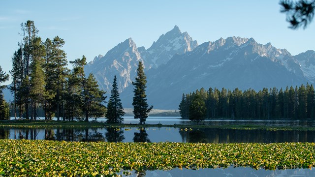 Mountains reflected on a Lilly pad covered pond.