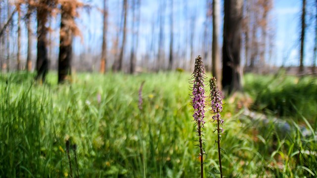 Lush green grass and pink flowers in the foreground contrast with burned trees in the background.