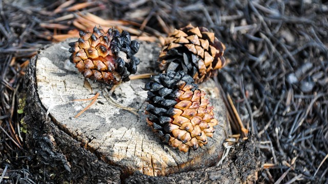 Three pinecones are partially burnt, and have opened slightly from the heat of the fire.