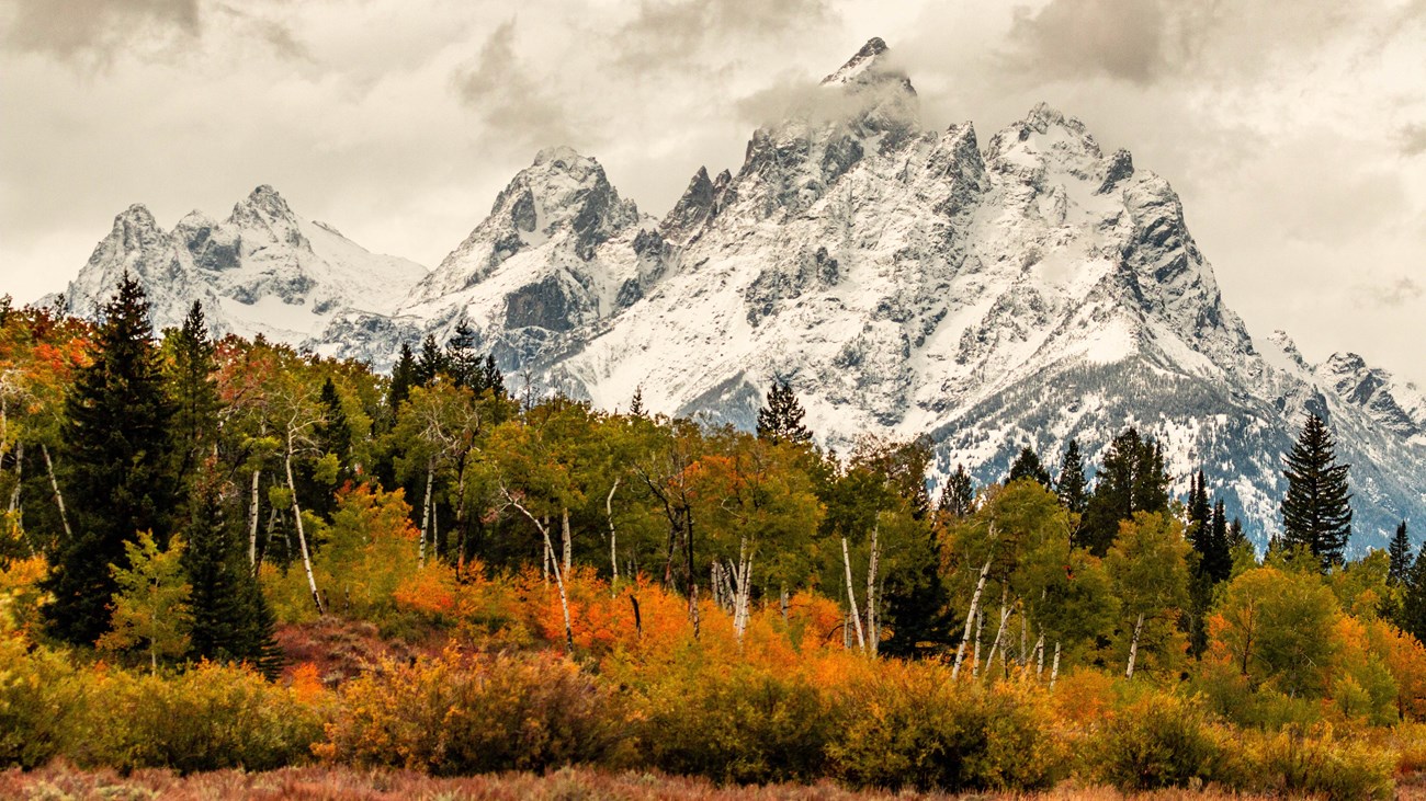 yellow trees in front of mountains