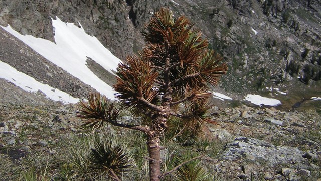 Whitebark Pine needles turned orange due to death by blister rust