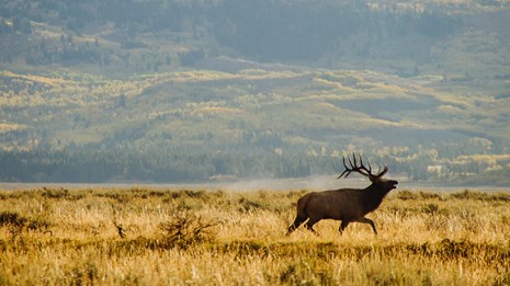 an elk runs across a field