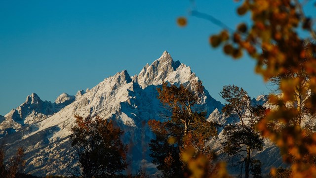 Orange leaves in front of white mountains.