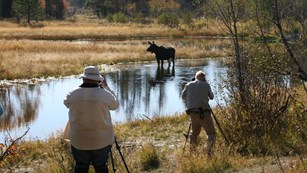 Visitors photograph a moose in a pond.