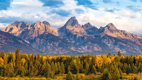 Golden aspens in full fall color with purple Teton Ranger in the distance.