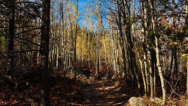 A trail through the woods