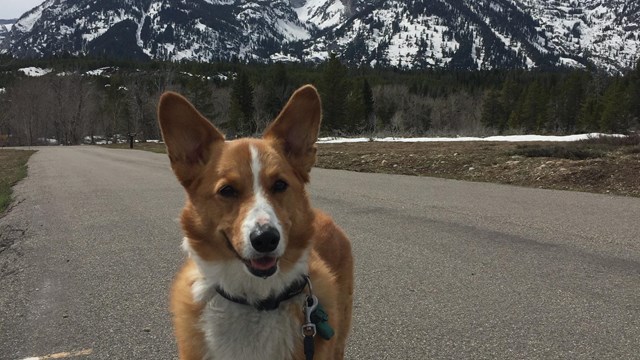 A corgi stands on a paved path with mountains in the background.