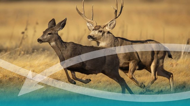 Mule deer, buck and doe, leaping into the air