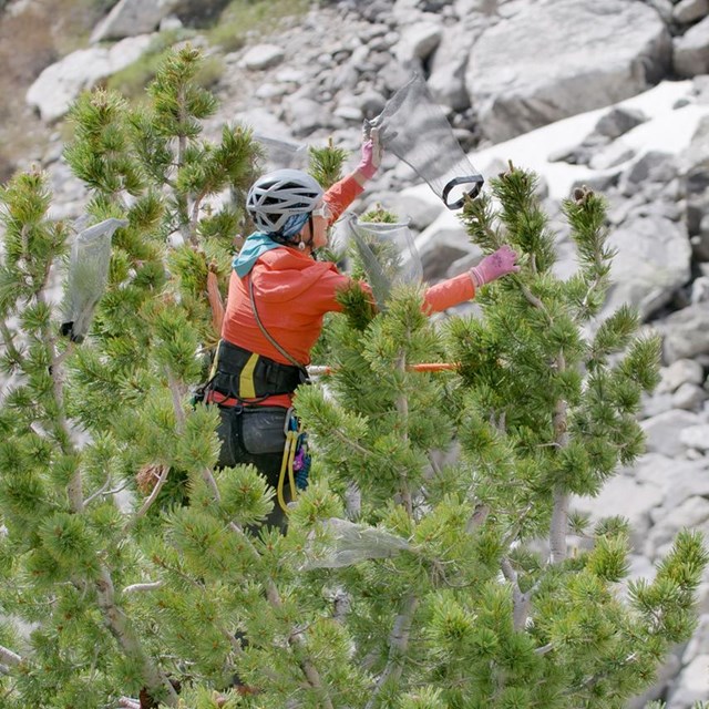 Two people clad in climbing helmets place wire cages over cones in the top of a whitebark pine.