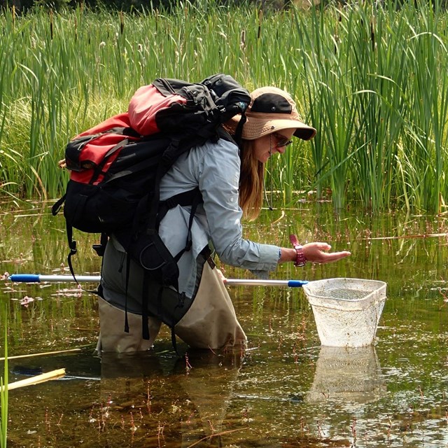 A woman with a collecting net stands knee-deep in a marsh looking a something in her hand.