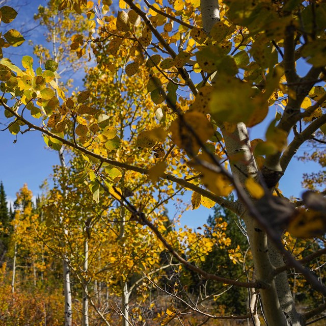 a stand of aspens in fall