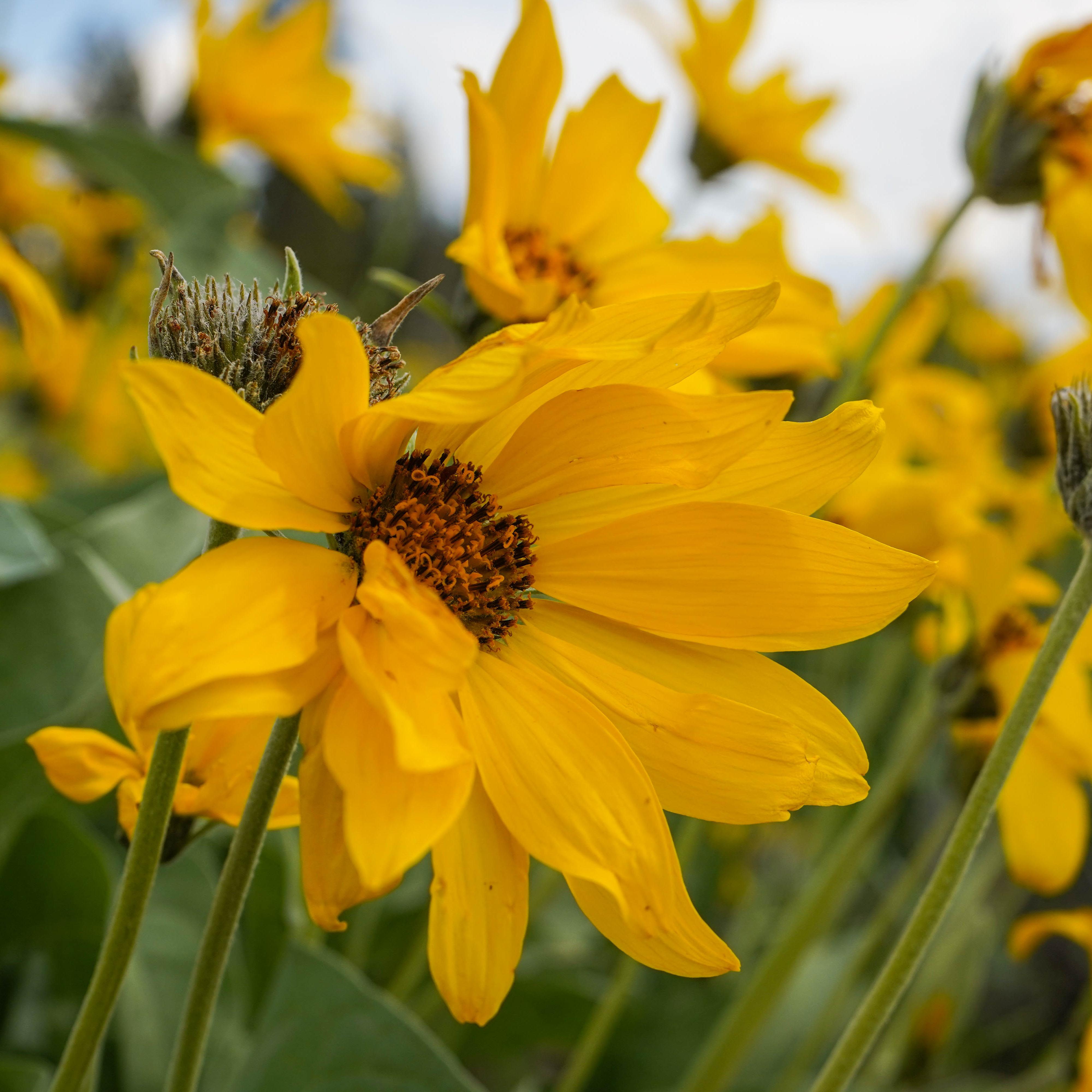 a field of yellow flowers