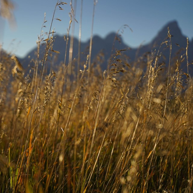 a field of tall grass in front of mountains