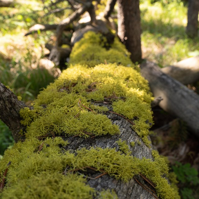 green lichen on a log