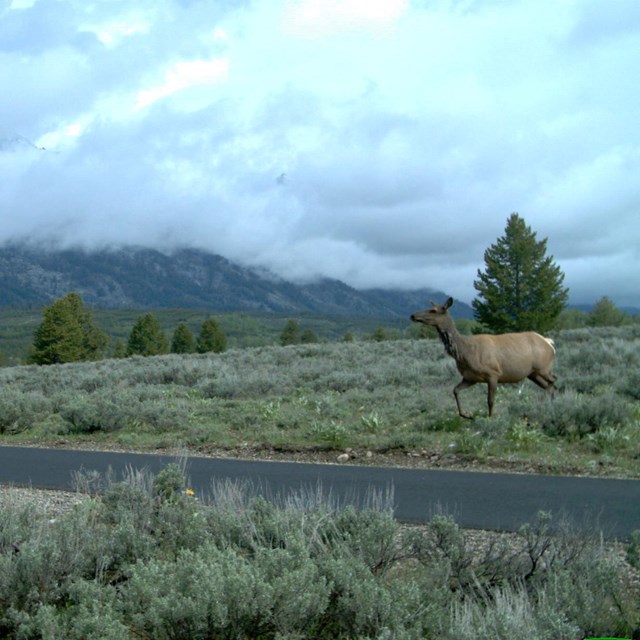 An elk walks toward an asphalt pathway that winds through the sagebrush.