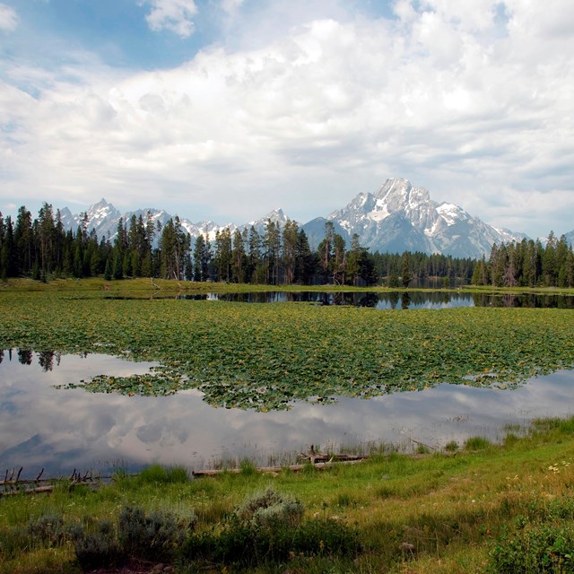 Mountains across a Lilly pad covered pond.