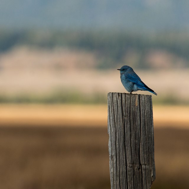 A blue bird sits on a fence post.