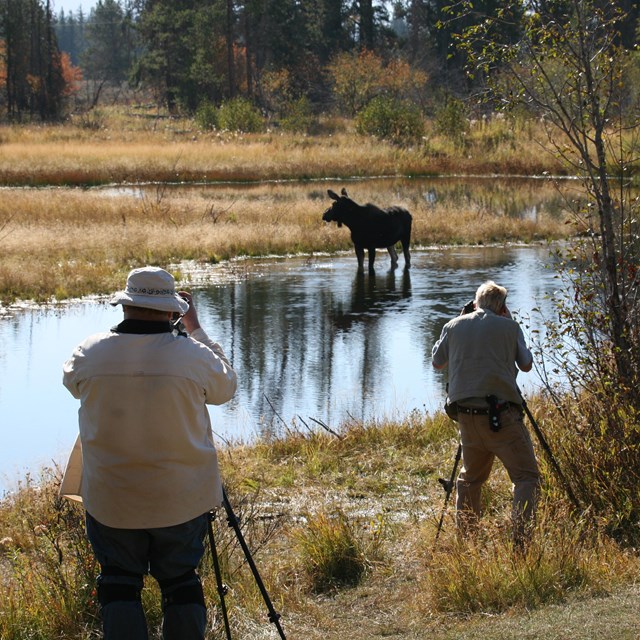 Visitors photograph a moose in a pond.