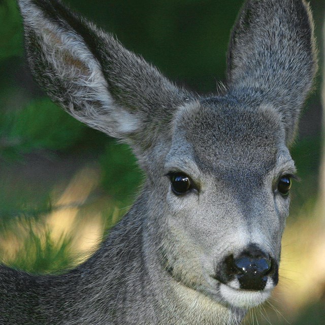 A gray mule deer face with long lashes.