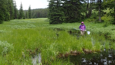 Technician carrying a net walks through deep grass bordering a pond in a forest.